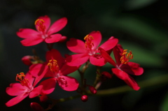 小さく赤い花