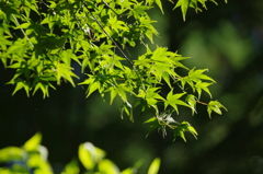 夏の青葉