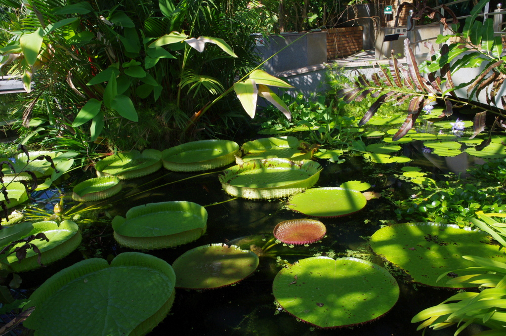 水生植物園で１５