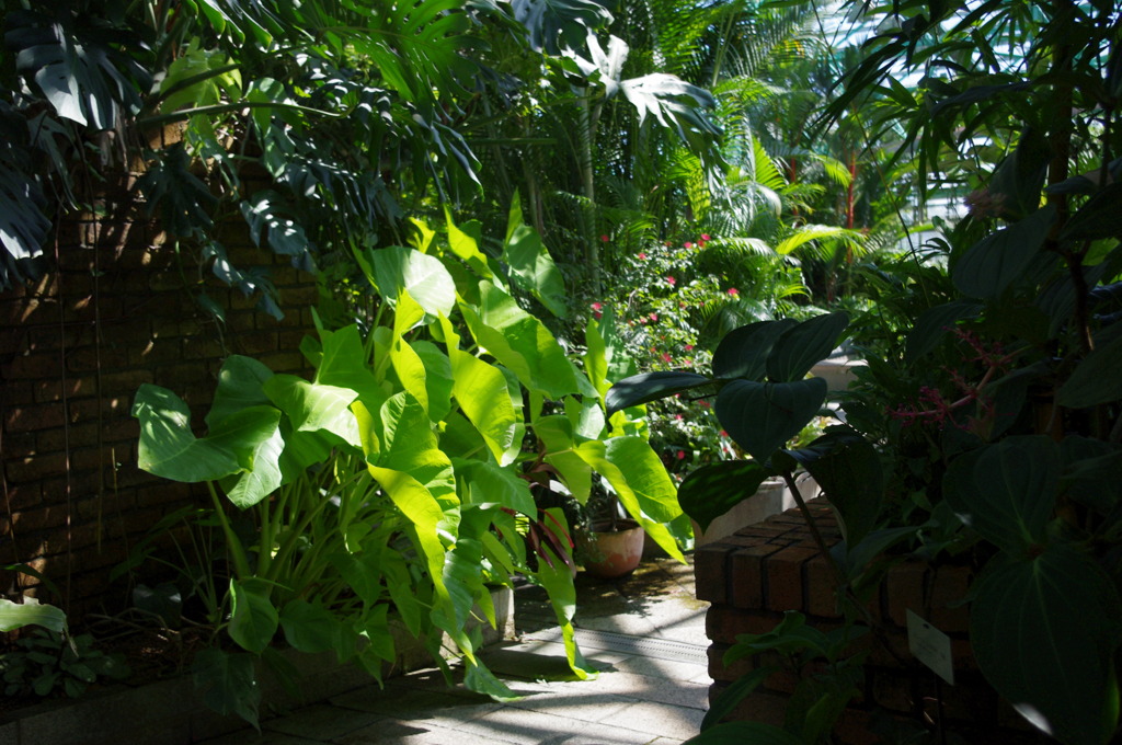 水生植物園で６