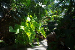 水生植物園で６