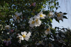 大山崎美術館で