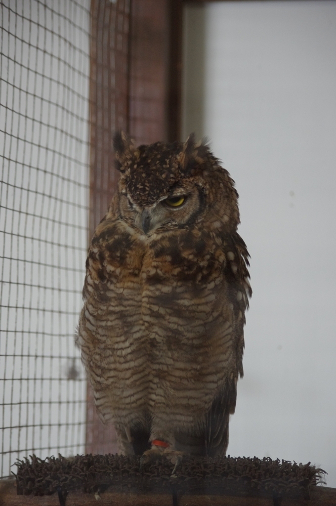 神戸花鳥園６２