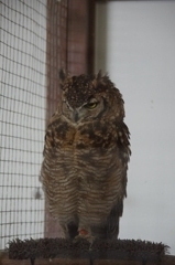 神戸花鳥園６２