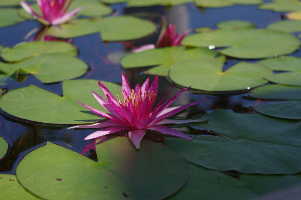 水生植物園で２８