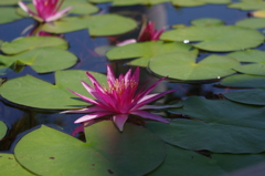 水生植物園で２８