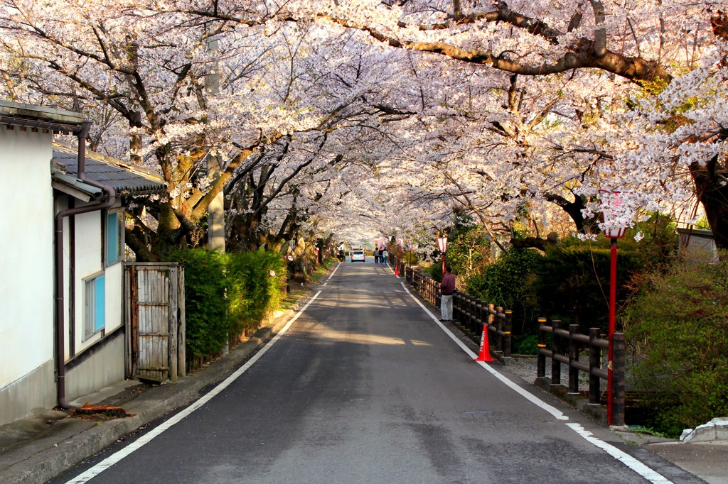 桜