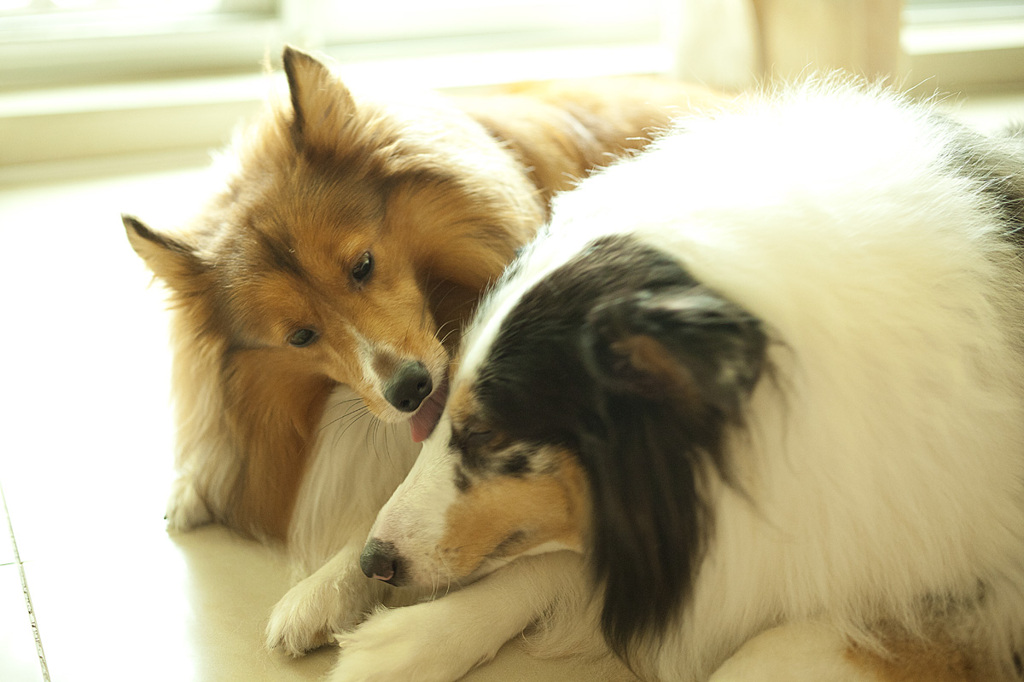 愛犬と過ごす休日