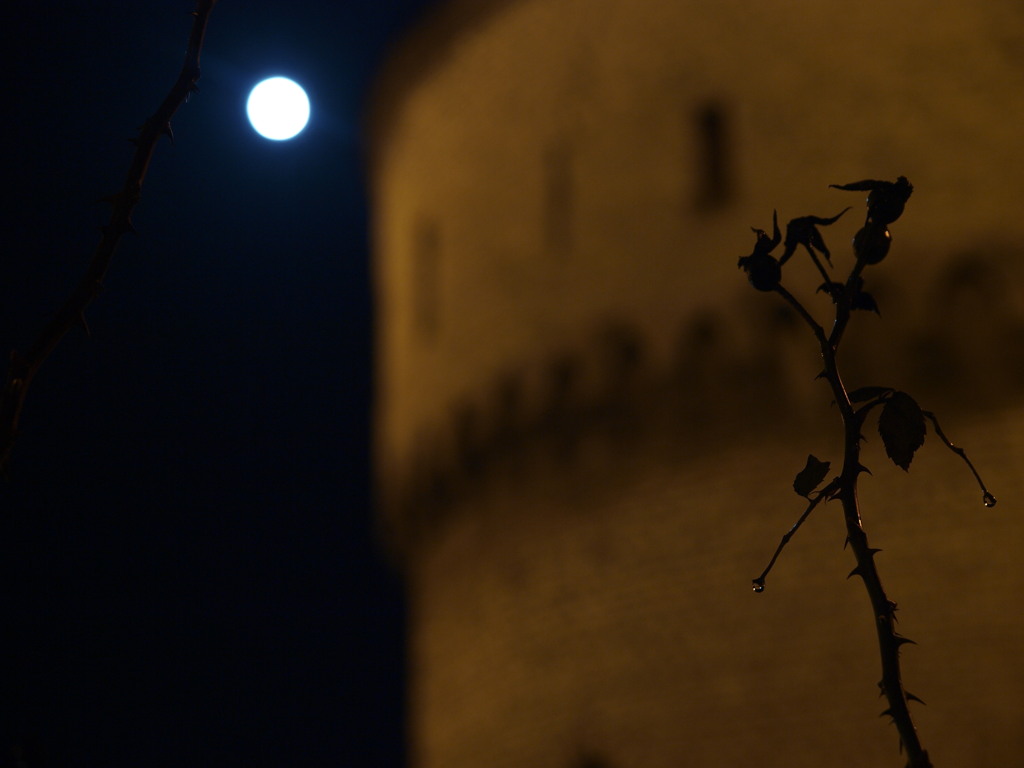 The moon, a water gate, a rose