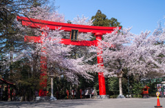 冠稲荷神社の桜