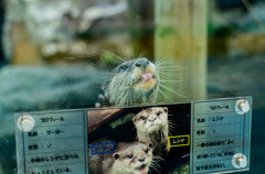 ぺろぺろ