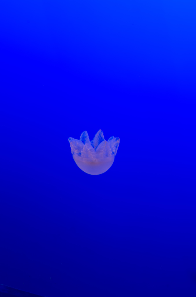 クラゲ