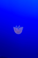 クラゲ