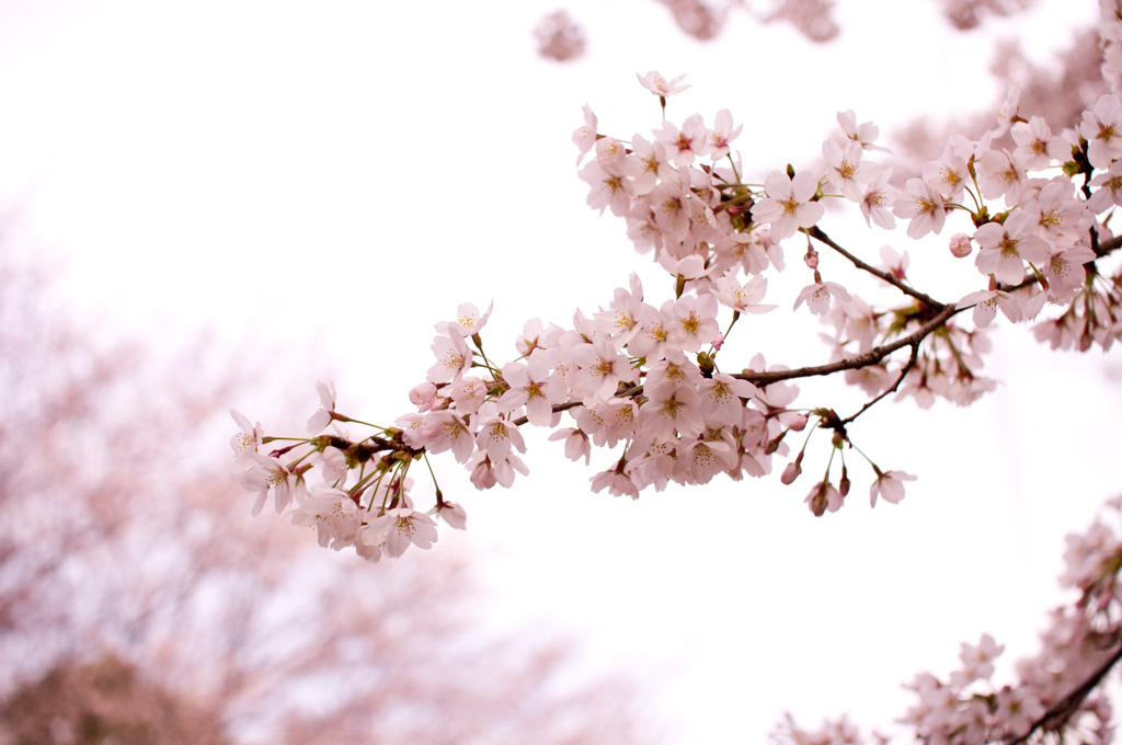 桜