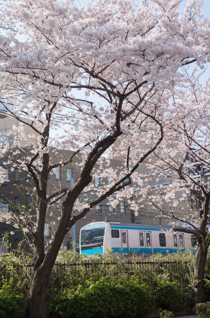 sakura