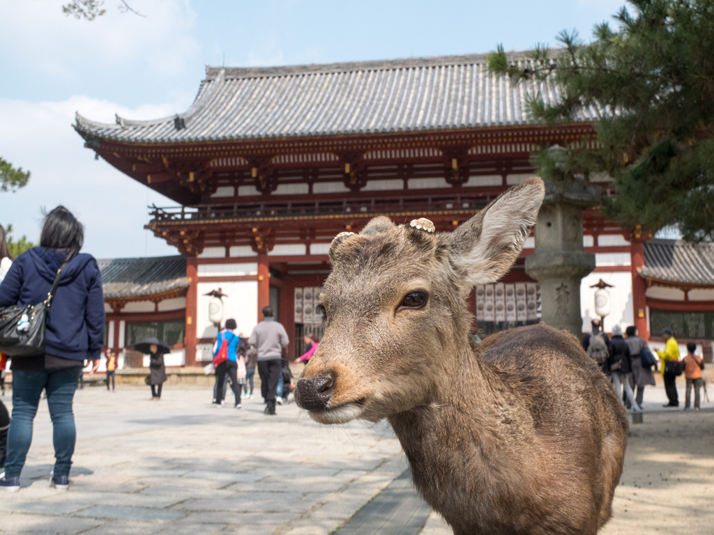 奈良旅行