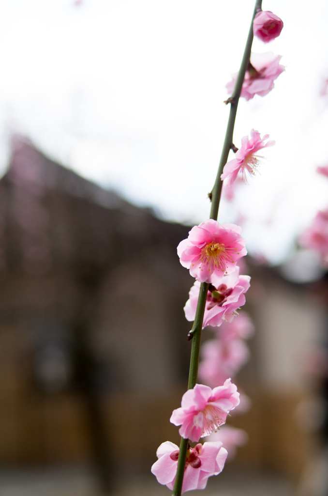今年の梅