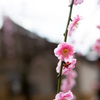 今年の梅