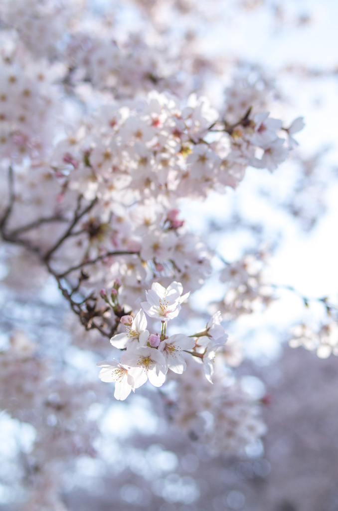 sakura