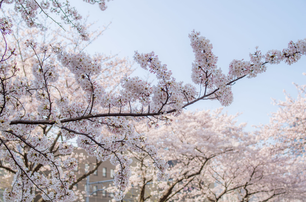 sakura