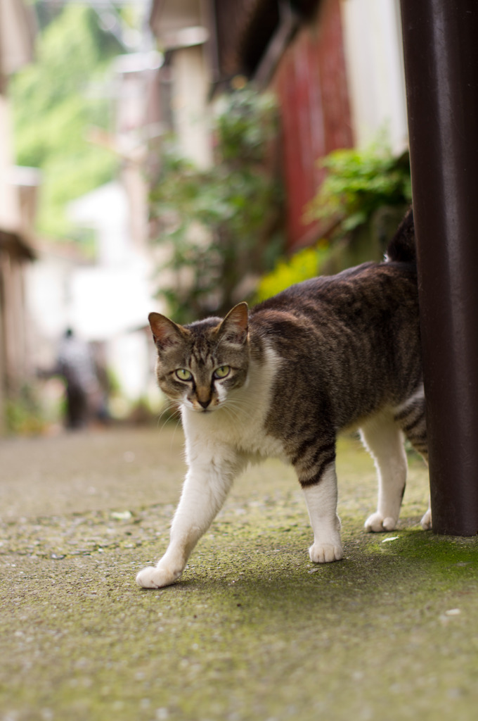 江ノ島猫