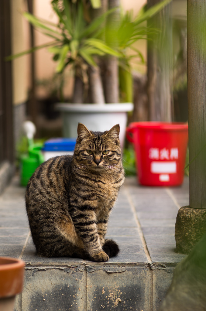 京都のにゃんこ