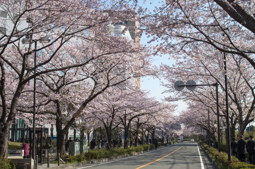 sakura