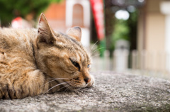 伏見稲荷のねこ様