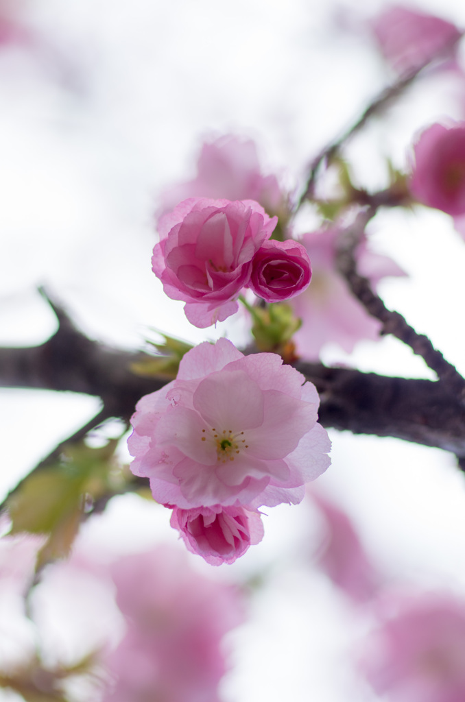 20140405103707[77 mm]