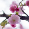 20140405103707[77 mm]