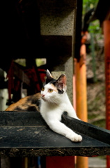 伏見稲荷のねこ様