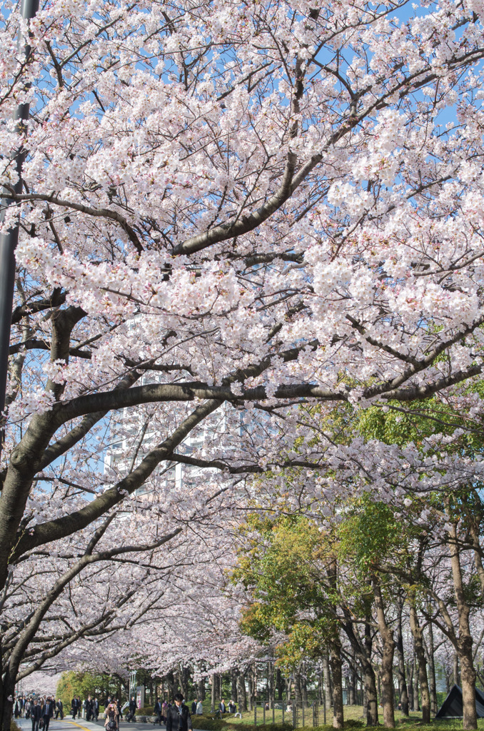 sakura