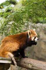 パンダ