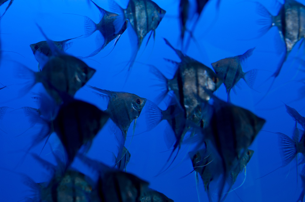 魚