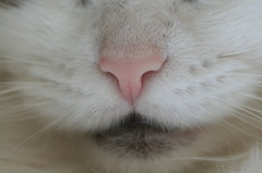ねこのはな