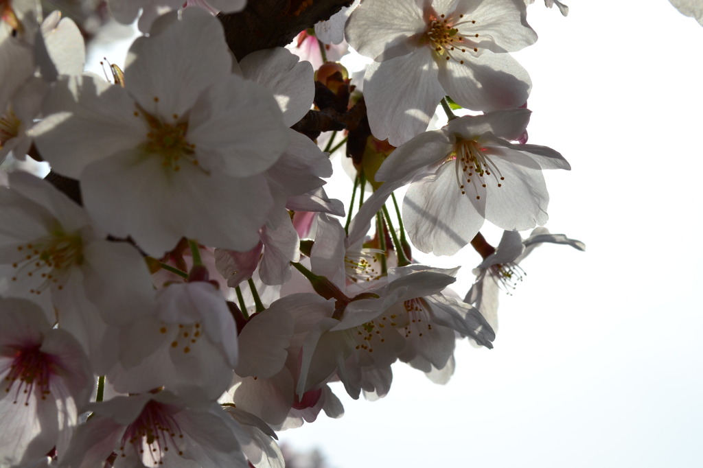 花びら　