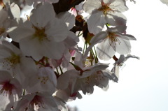 花びら　