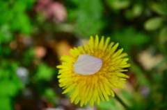 たんぽぽと花びら