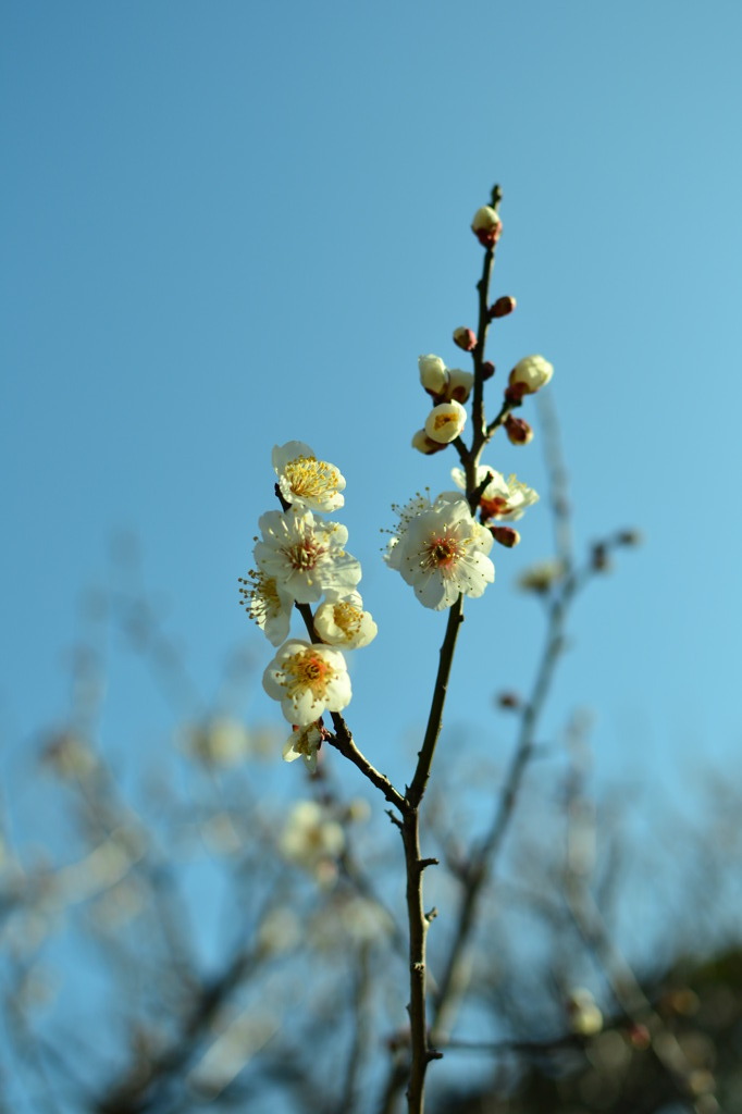 青空に咲く梅
