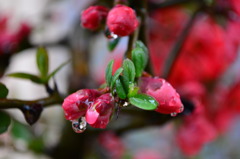 木瓜の蕾