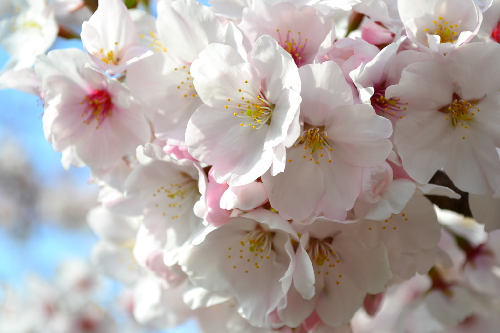 桜１