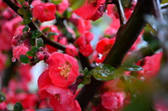 雨の木瓜の花