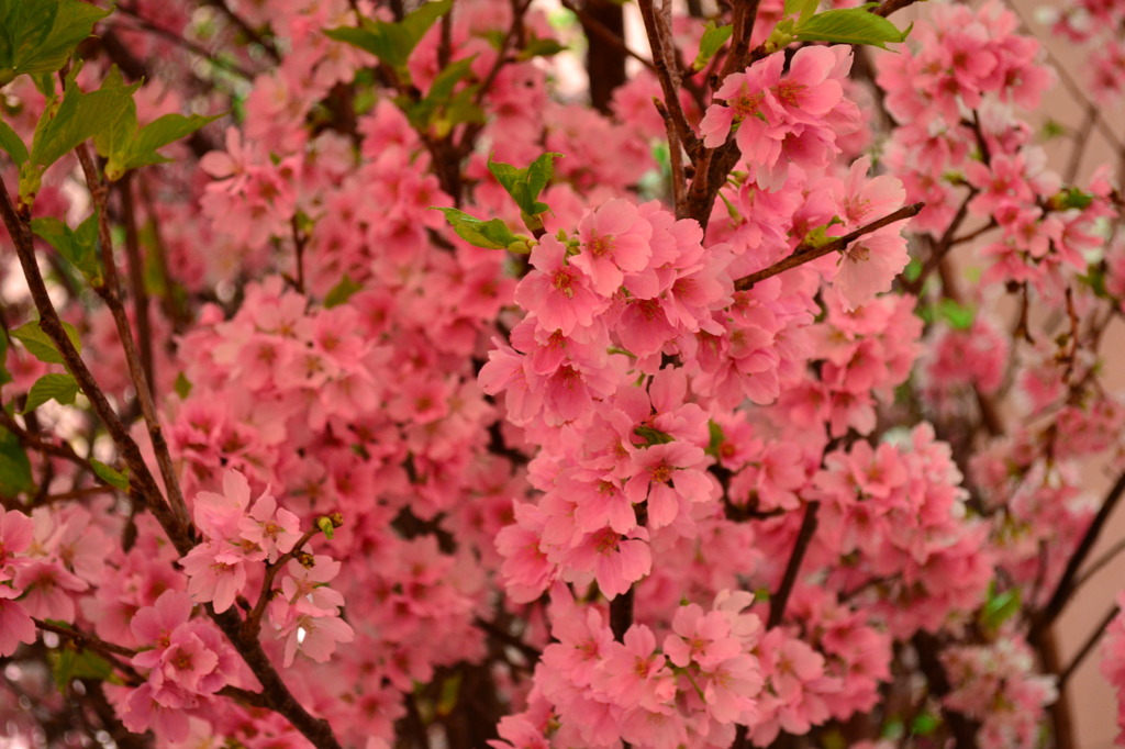 博多阪急の桜