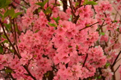 博多阪急の桜