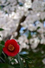 椿と桜