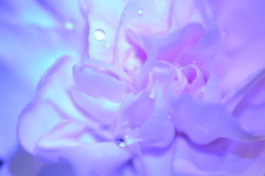 青く光る花
