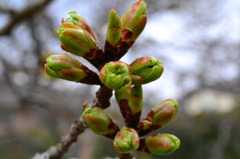 桜　もうすぐ