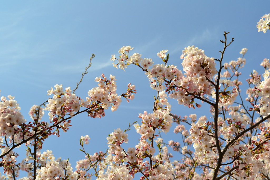 青空と桜