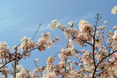 青空と桜
