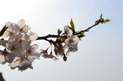 空に向かってのびる